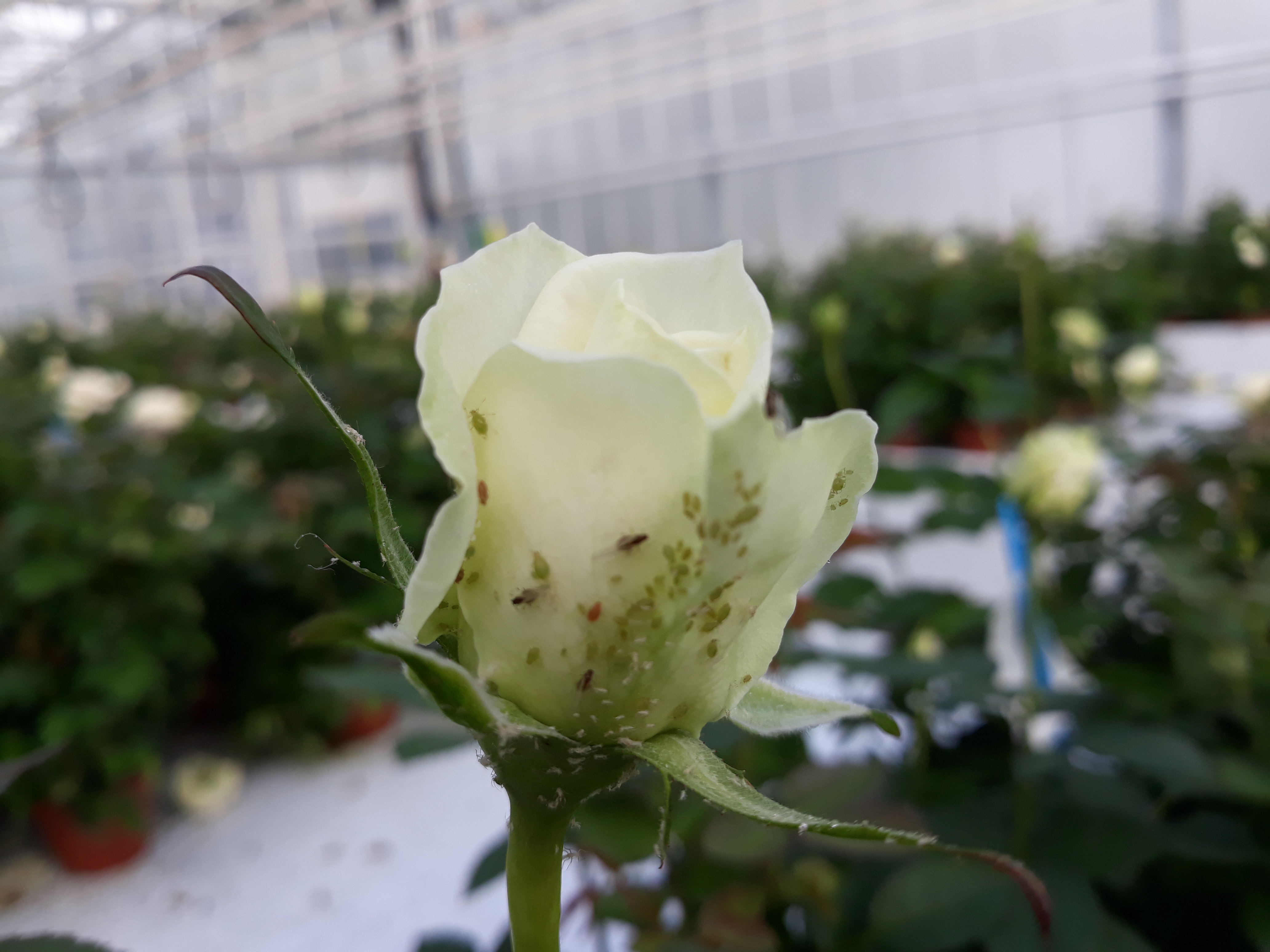 Aphids Pests | Syngenta Ornamentals