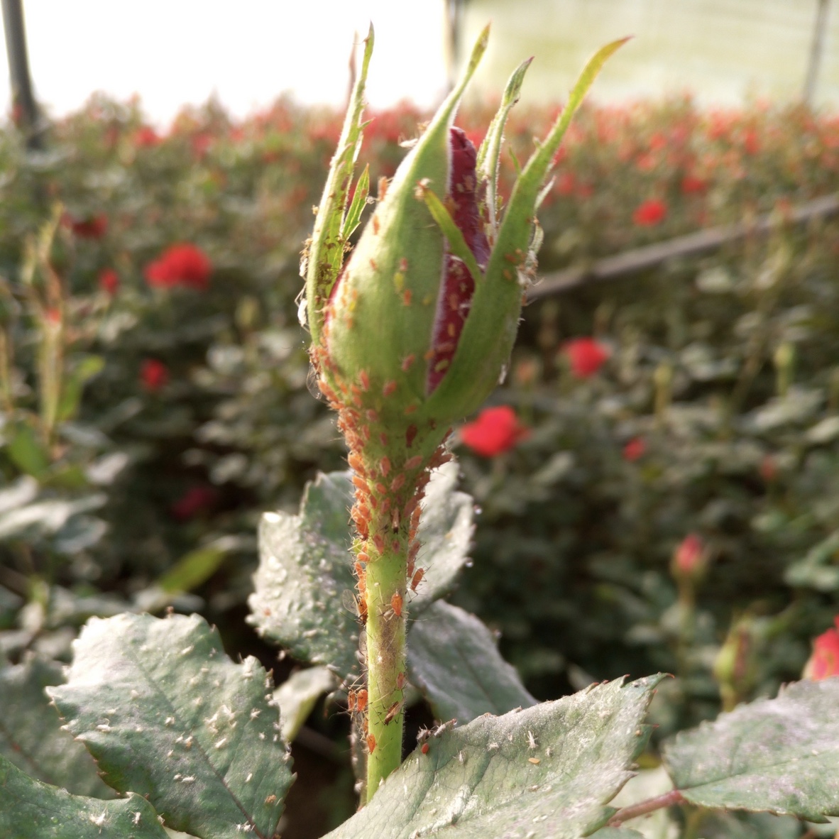 Understanding and overcoming resistance mechanisms in aphids | Syngenta ...