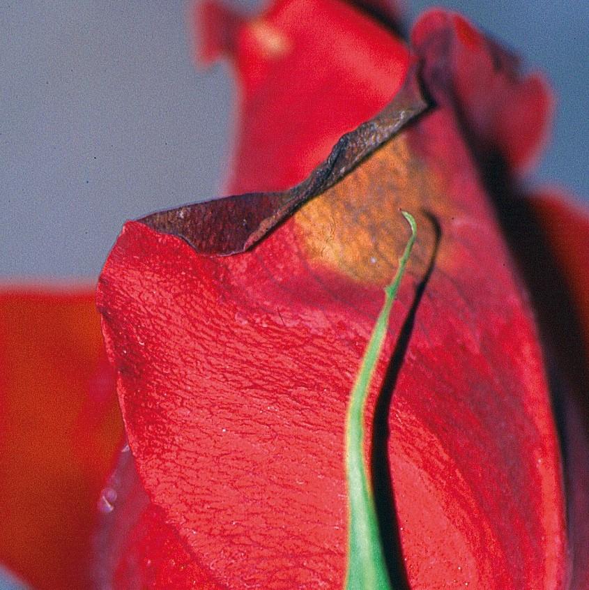 Botropolis Botrytis tips for early spring crops | Syngenta Ornamentals