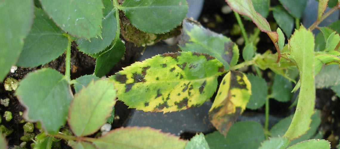 Black Spot Diseases | Syngenta Ornamentals
