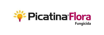 Picatina