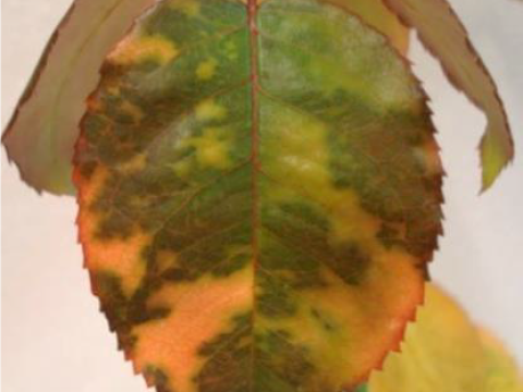 downy mildew rose