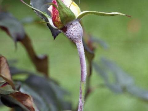 Downy mildew rose