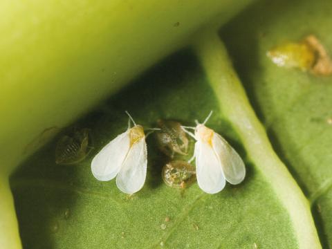 whitefly squ4
