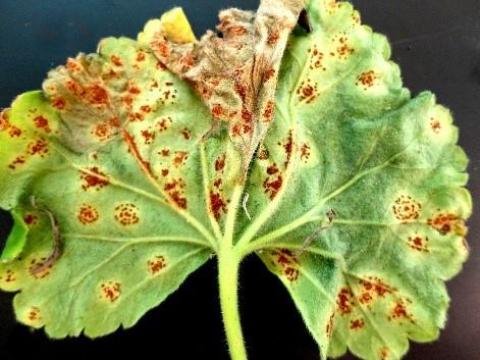 Geranium Rust