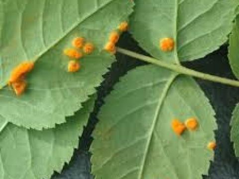 Rose Rust