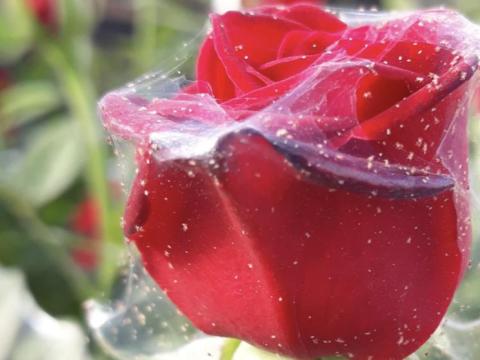 Take control of red spider mites - Floriculture Kenya