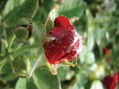 Guide for mites’ management on ornamentals