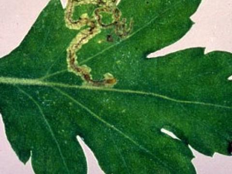 leafminer damage photo