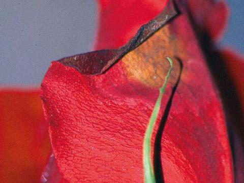 botrytis