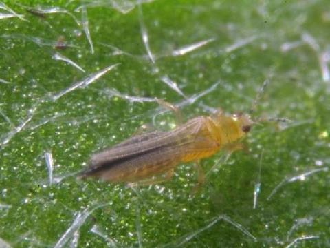 Thrips