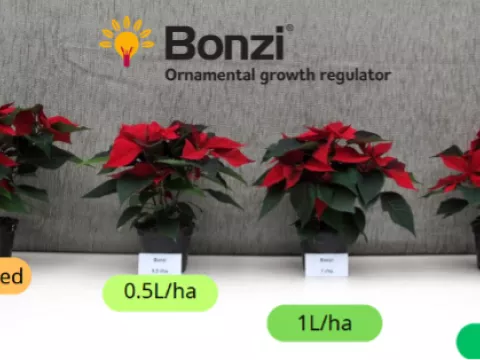 Bonzi