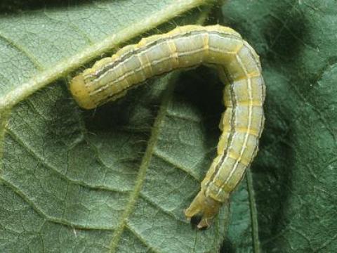 caterpillar