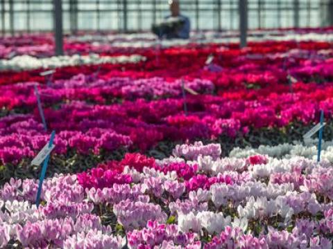 horticulture