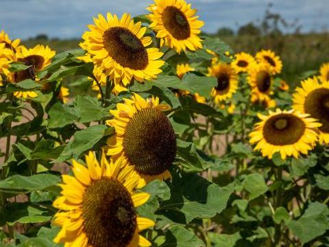 Sunflowers
