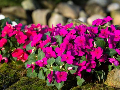 purple flowers