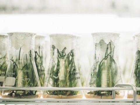 Growing plants