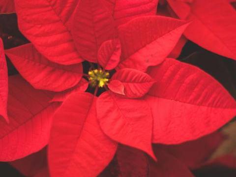 red flower