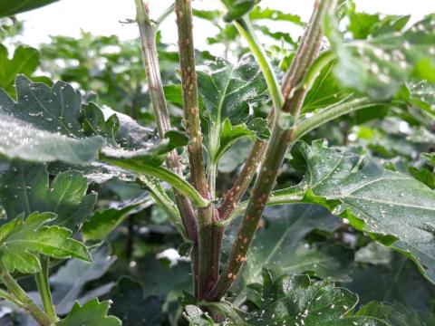Aphids