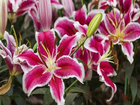 lilium