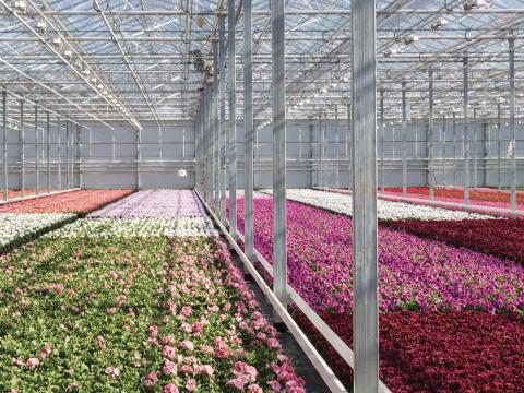 Pelargonium coltivazione in serra