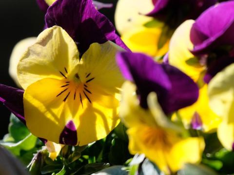 italypansy