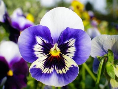 pansies