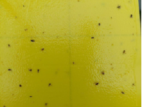difesa integrata