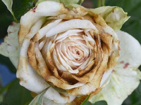 Rosa botrite