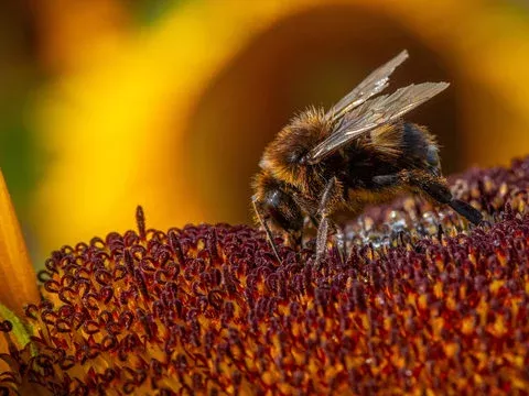 Honey Bee