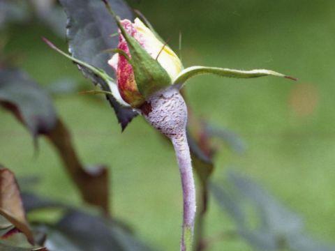 Downy Mildew 