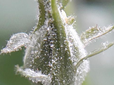 Powdery Mildew