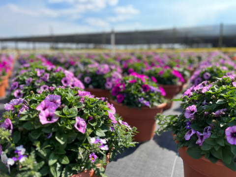 The caterpillar challenge facing UK horticulture 