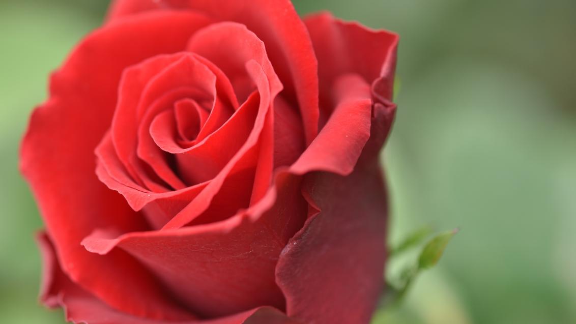 Red rose