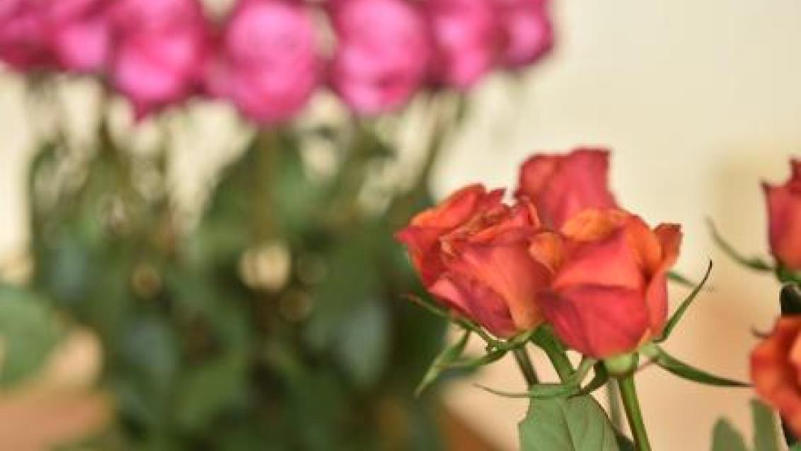 red and pink roses