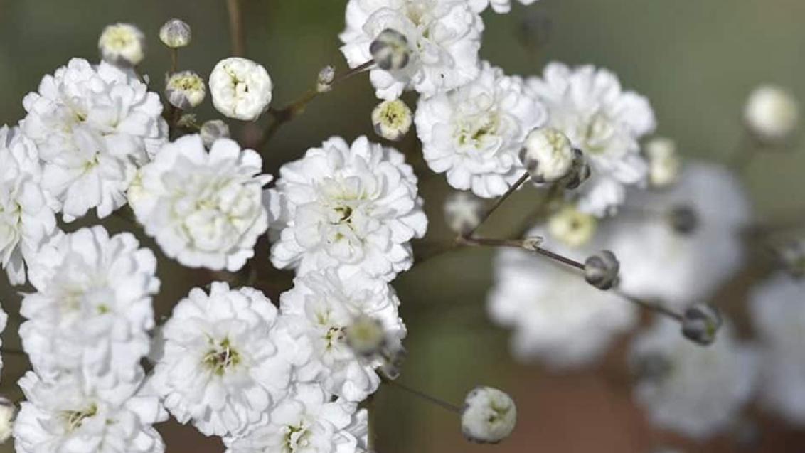 Gypsophilla