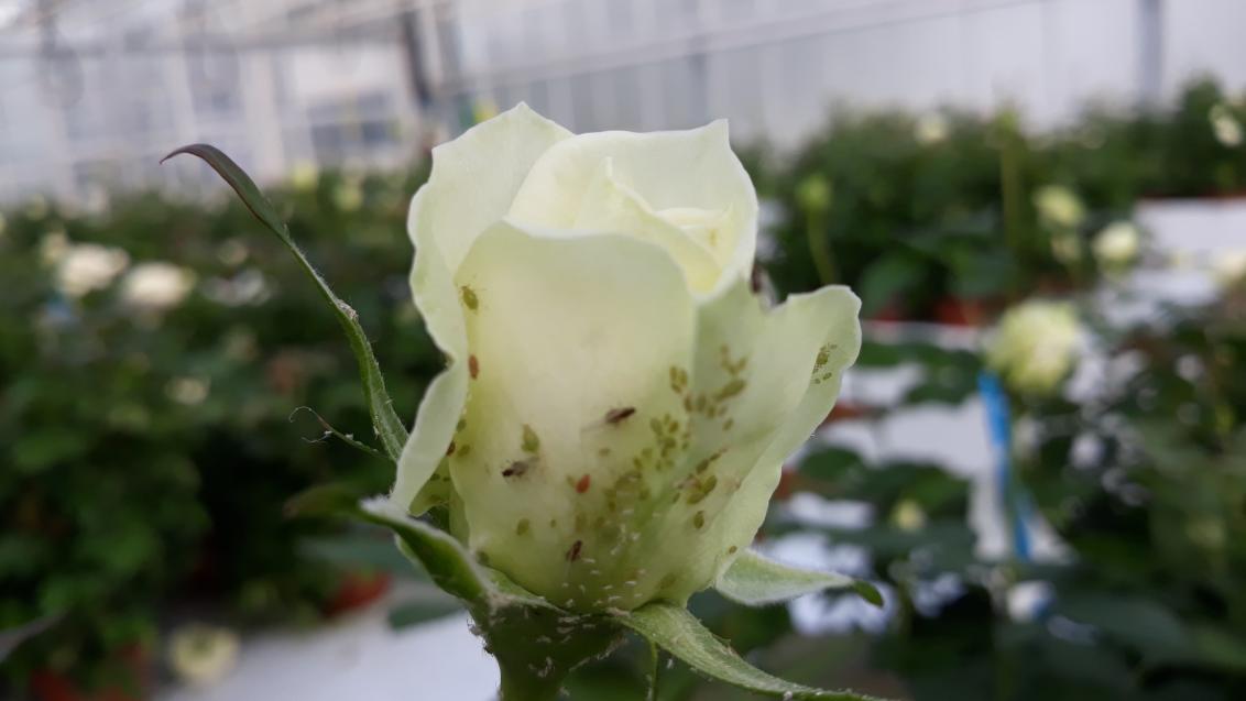 aphids myzus persicae