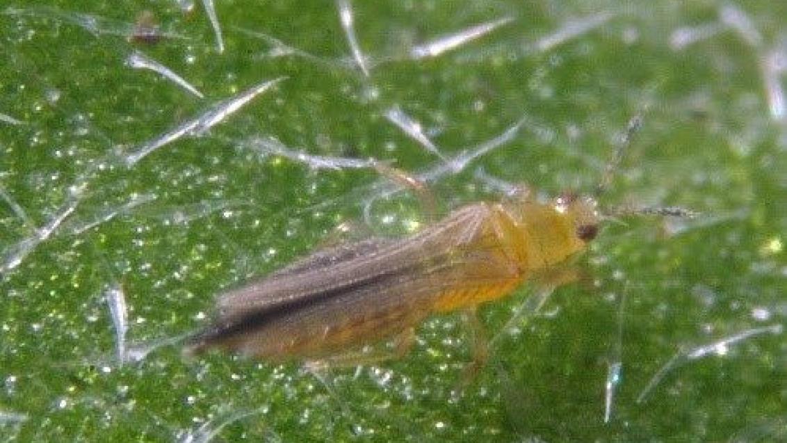 thrips