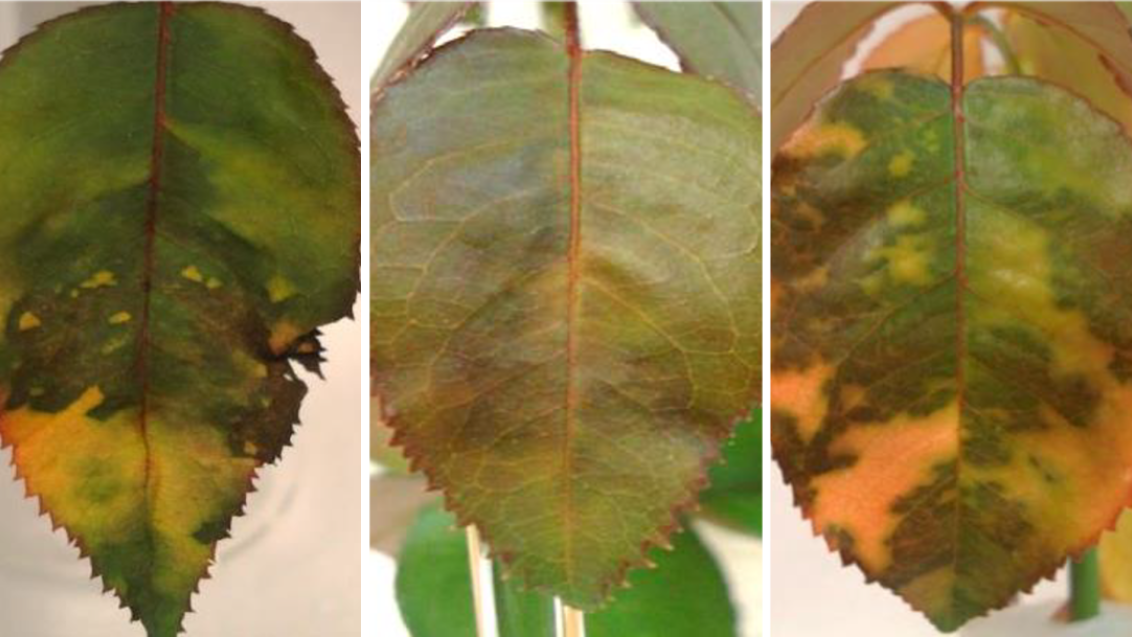 rose downy mildew