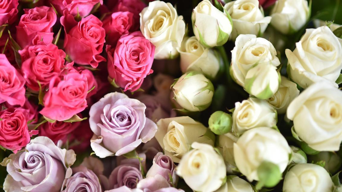 Roses