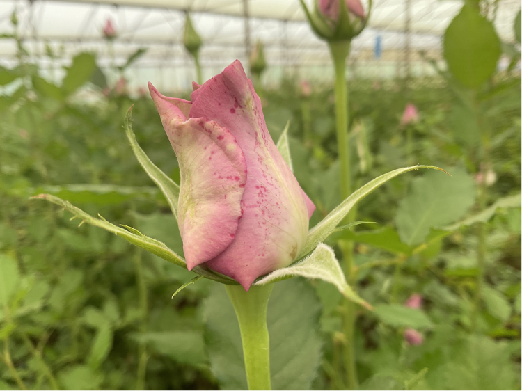 Botrytis Management Strategies: Preparing for El Nino and Ensuring Quality Crop Protection.