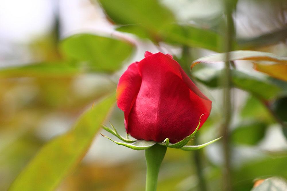 rosas