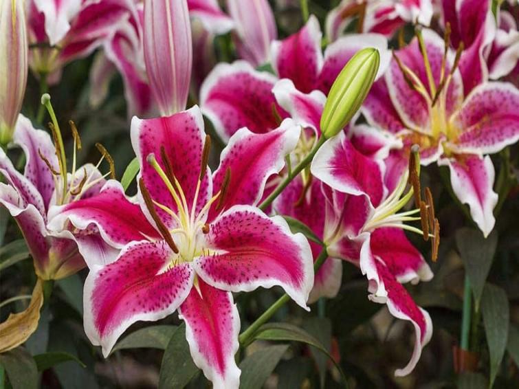lilium
