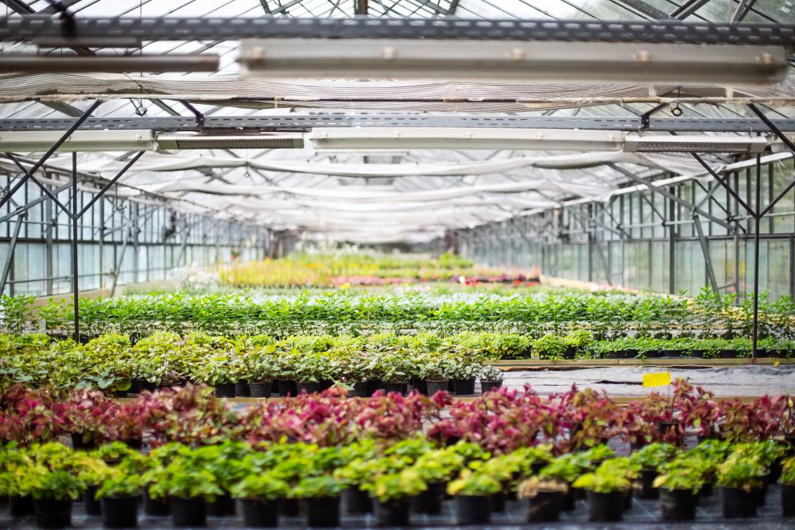 Ornamentals