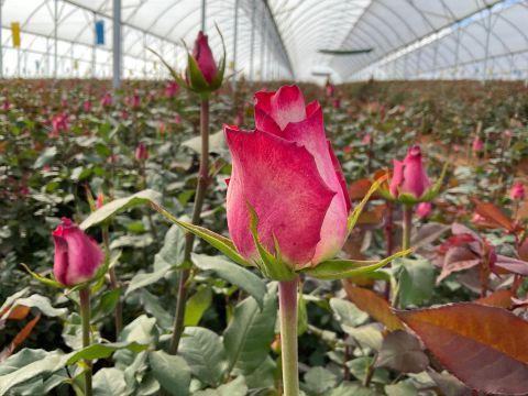 Roses