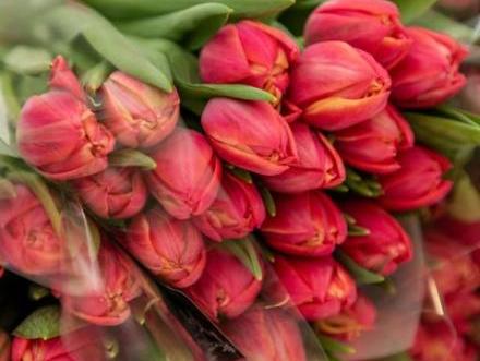 Tulips