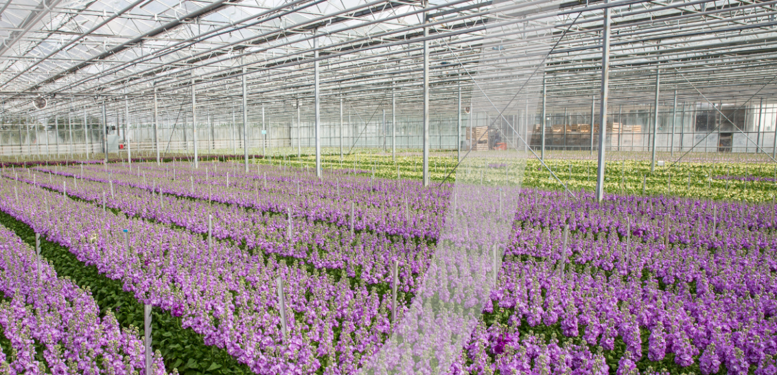 Syngenta UK header 