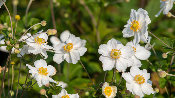 White wildflowers with yellow centers in a sunlit green field