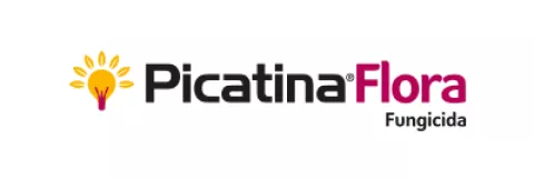 picatina