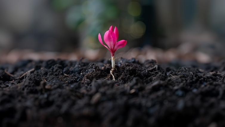 bnl_sierteelt_biologicals_bloem
